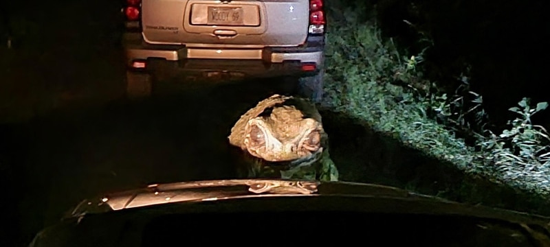 Loveland Frogman movie