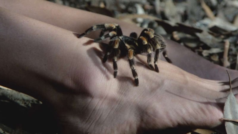 Tarantulas- The Deadly Cargo