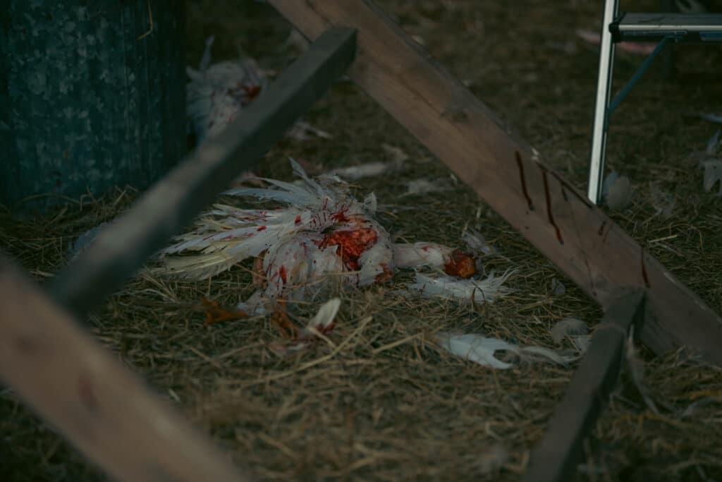 The Demon Disorder - Shudder