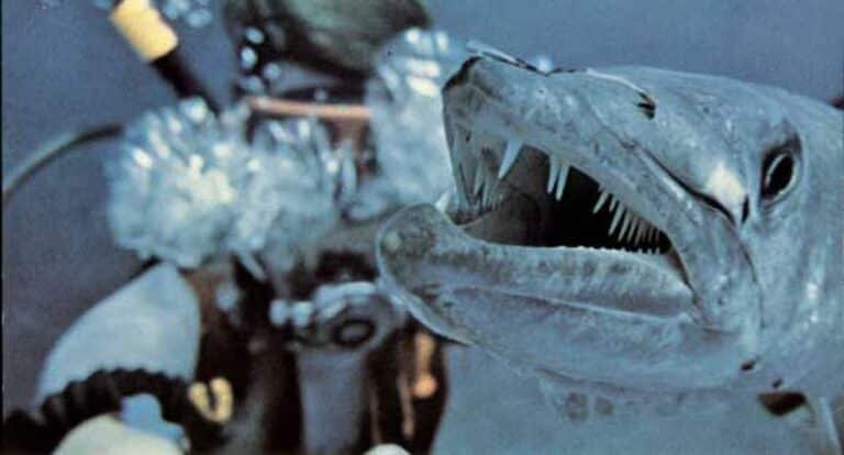 DVD Review: BARRACUDA/ISLAND FURY