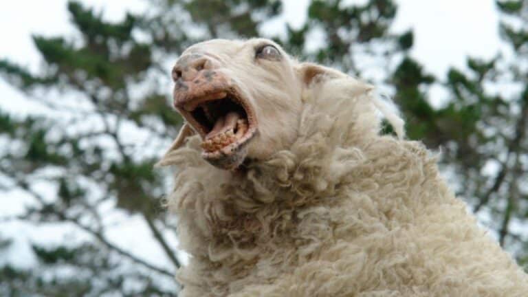 Cult Creature Feature BLACK SHEEP Is Officially Getting A Sequel