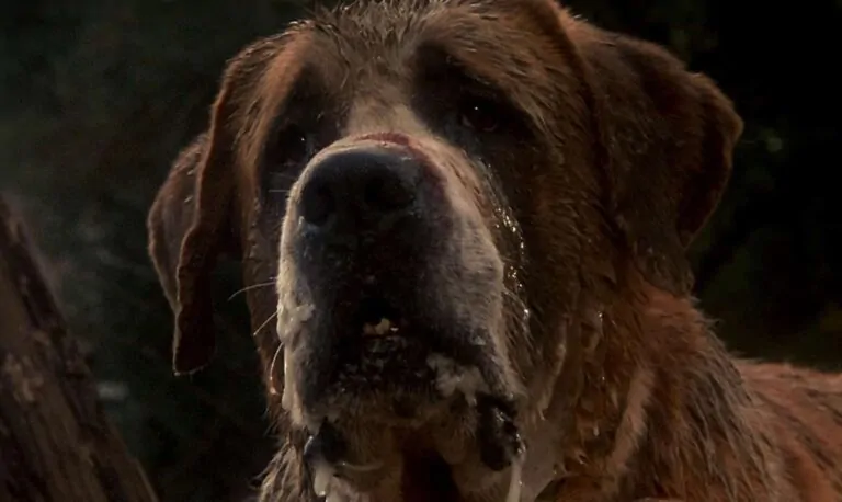 Darren Aronofsky Apparently In Talks For Netflix’s CUJO Adaptation
