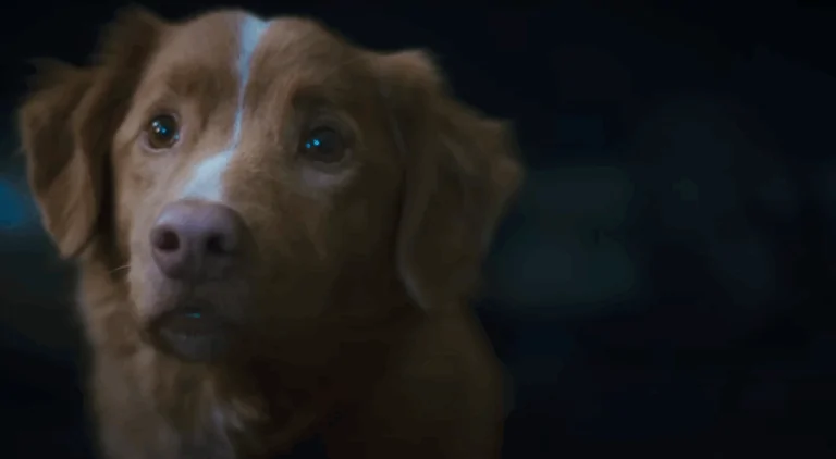 Indy The GOOD BOY Teases The Performance Of The Year In New Trailer