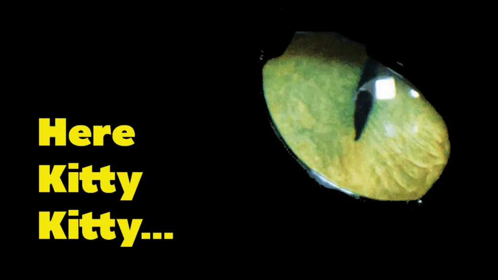 HERE KITTY KITTY