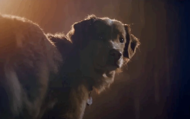 Indy Wants You To Watch The Final GOOD BOY Trailer