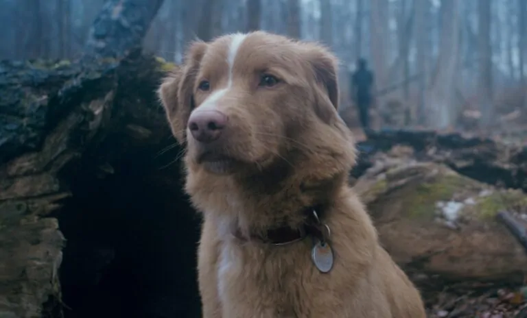 Good Boy (Credit: IFC)