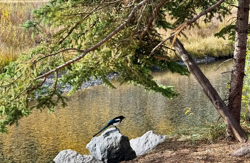 A magpie on a rock near a river and under a tree
