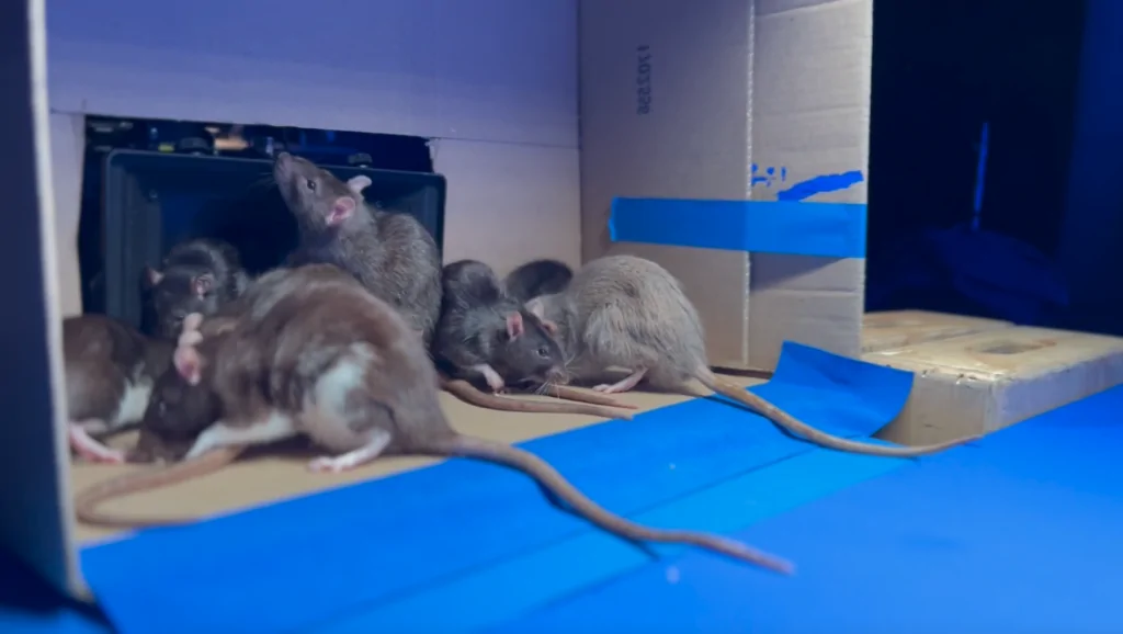 rats on the set of new horror movie THE CONFESSION