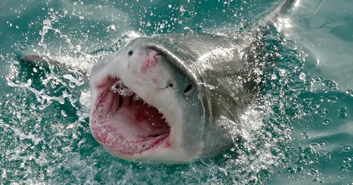 great white shark attack(Credit: Bernard Dupont/Wikimedia Commons)